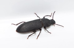 Tenebrio obscurus