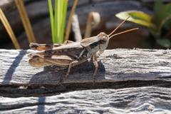Melanoplus confusus