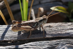 Melanoplus confusus