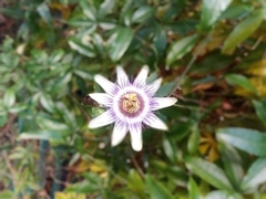 Passiflora caerulea