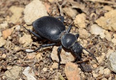 Tentyria rotundata orbicollis