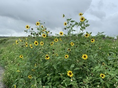 Helianthus debilis cucumerifolius
