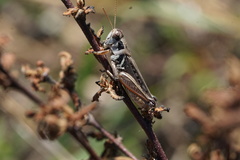 Melanoplus confusus