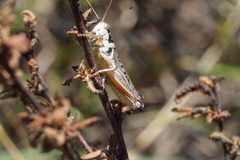 Melanoplus confusus