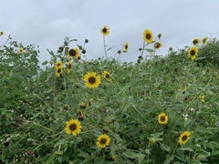 Helianthus debilis cucumerifolius