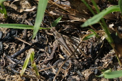 Melanoplus confusus