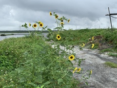 Helianthus debilis cucumerifolius