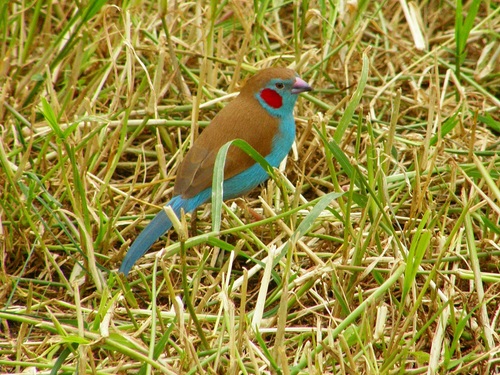 Red-cheeked Cordon-bleu