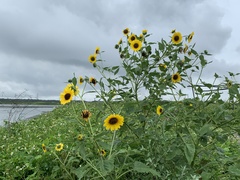 Helianthus debilis cucumerifolius