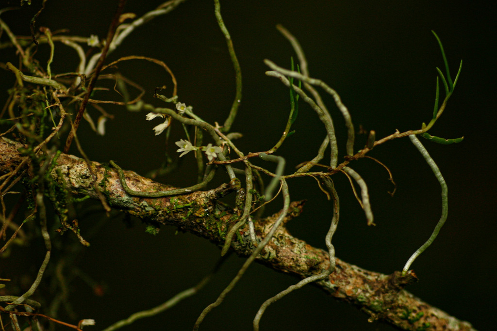 Solenangis conica