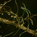 Solenangis conica - Photo (c) Bart Wursten,  זכויות יוצרים חלקיות (CC BY-NC), הועלה על ידי Bart Wursten