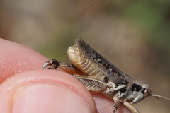 Melanoplus confusus