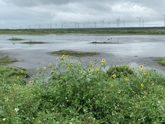 Helianthus debilis cucumerifolius