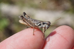 Melanoplus confusus