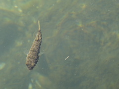 Tetractenos hamiltoni