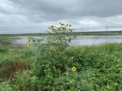 Helianthus debilis cucumerifolius