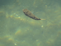 Tetractenos hamiltoni