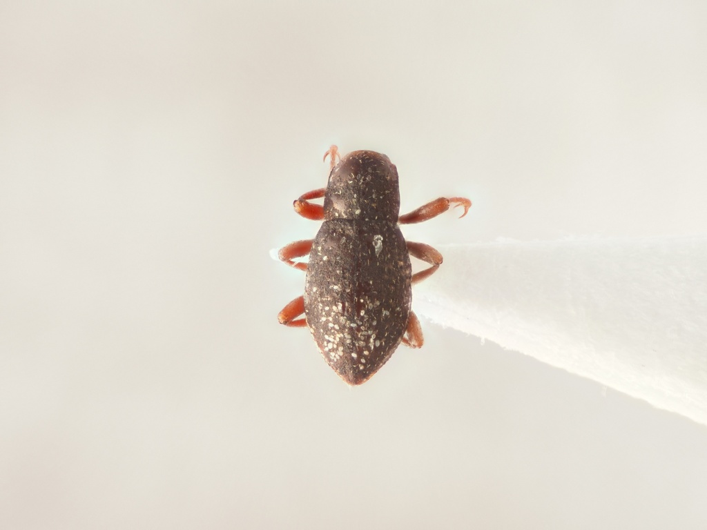 Podonychus