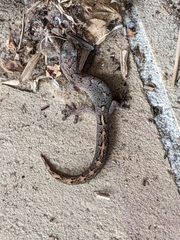 Christinus marmoratus