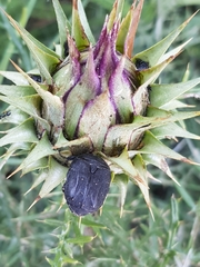Protaetia morio