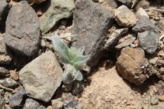 Plantago ciliata