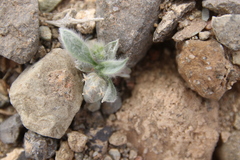 Plantago ciliata