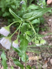 Erigeron philadelphicus