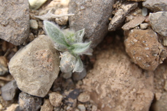 Plantago ciliata