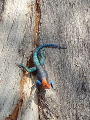 Agama dodomae dodomae