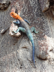 Agama dodomae dodomae