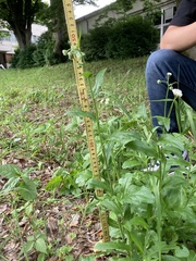 Erigeron philadelphicus