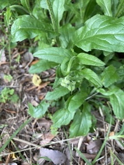 Erigeron philadelphicus