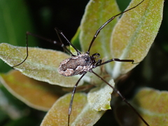 Dasylobus graniferus