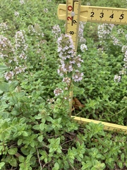 Thymus vulgaris
