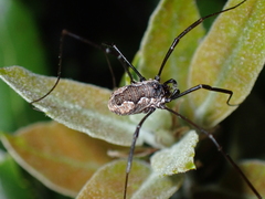 Dasylobus graniferus