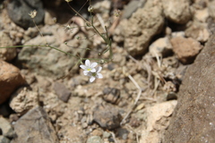 Gypsophila capillaris