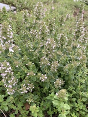 Thymus vulgaris