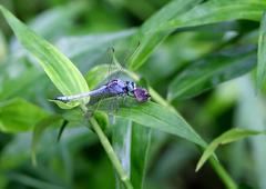 Orthetrum luzonicum