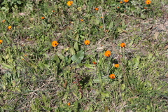Calendula stellata