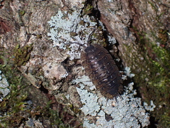 Porcellio spinipennis