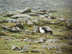 Bugeranus carunculatus