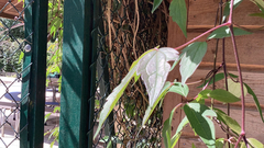 Magnoliopsida