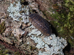 Porcellio spinipennis