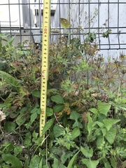 Geranium carolinianum