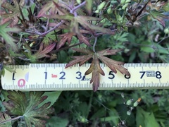 Geranium carolinianum
