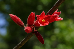 Brachychiton bidwillii