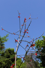 Brachychiton bidwillii