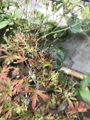 Geranium carolinianum