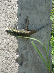 Acanthocercus atricollis
