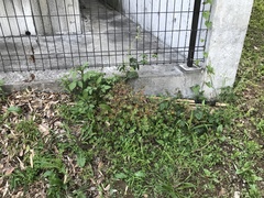 Geranium carolinianum